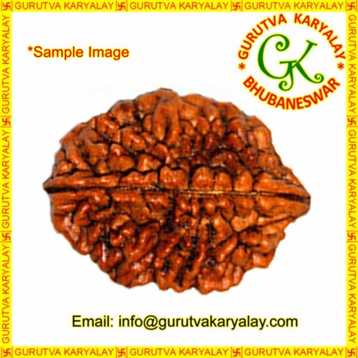 Mantra Siddha Natural Two Mukhi Nepali Rudraksha 2 Mukhi Rudraksh Two Mukhi  